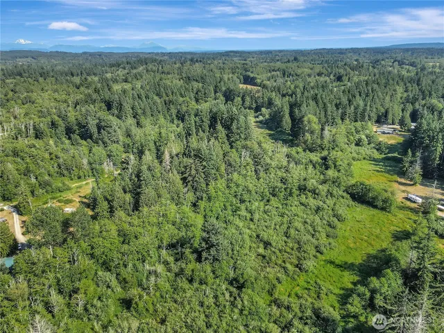 a view of a lush green forest with lots of trees