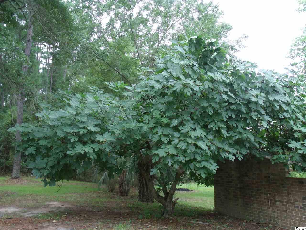 165 Fiddlers Loop Georgetown, SC 29440 - Photo 16 of 24 Gallery Image 16