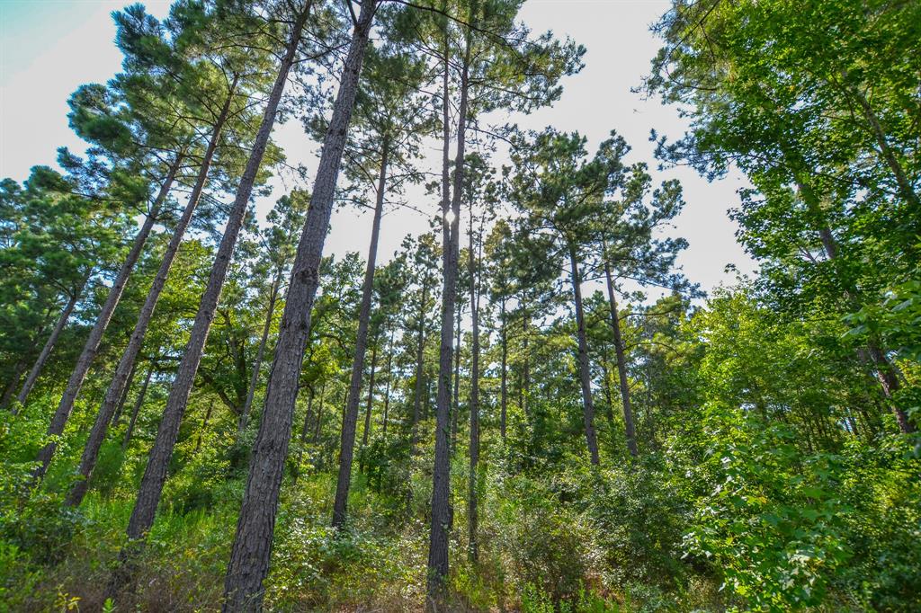 17 County Road 4224 Frankston, TX 75763 - Photo 4 of 16