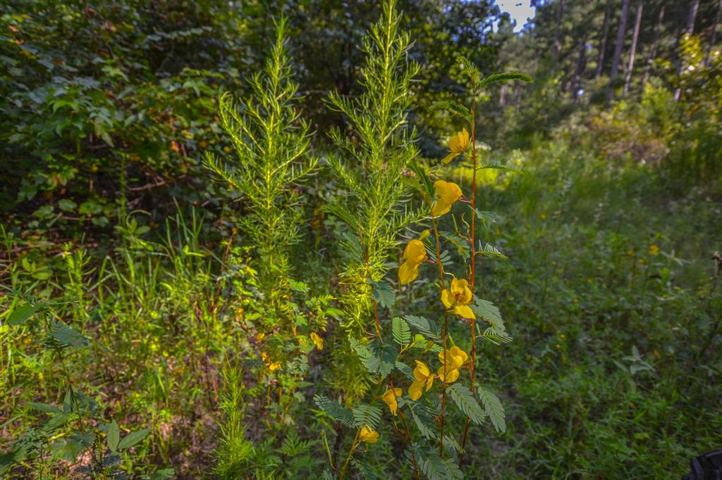 17 County Road 4224 Frankston, TX 75763 - Photo 5 of 16