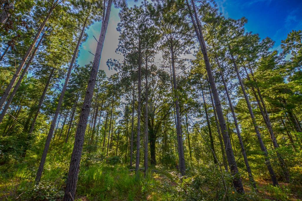 17 County Road 4224 Frankston, TX 75763 - Photo 8 of 16