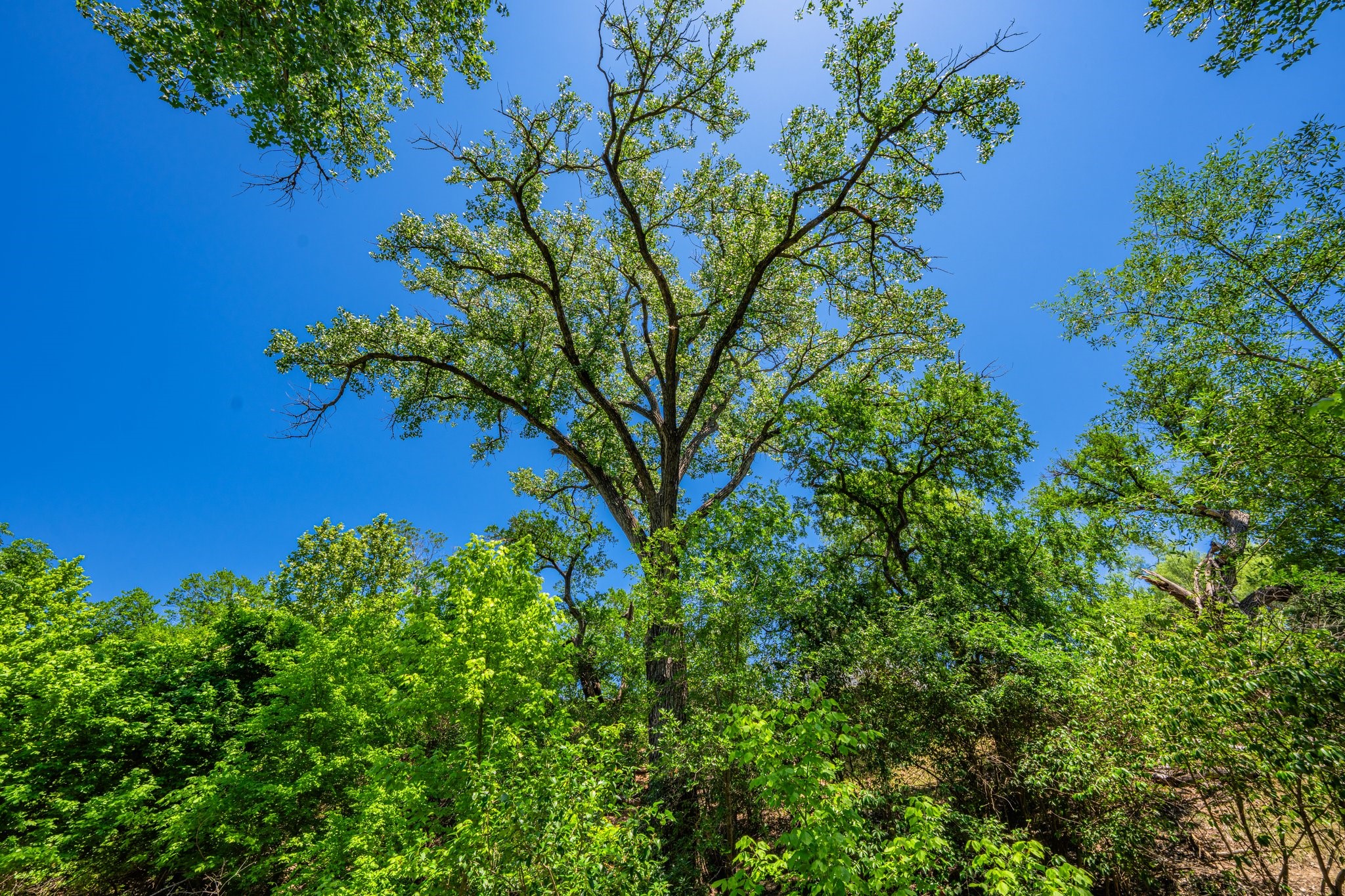 208 Francisco Lemos Street Kerrville, TX 78028 - Photo 28 of 29 a view of a plant in a garden