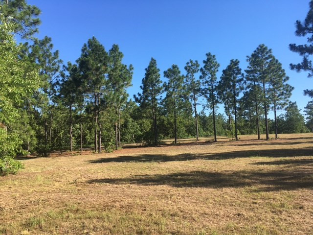 33.14-ac Pine Acres Road Windsor, SC 29856 - Photo 6 of 6