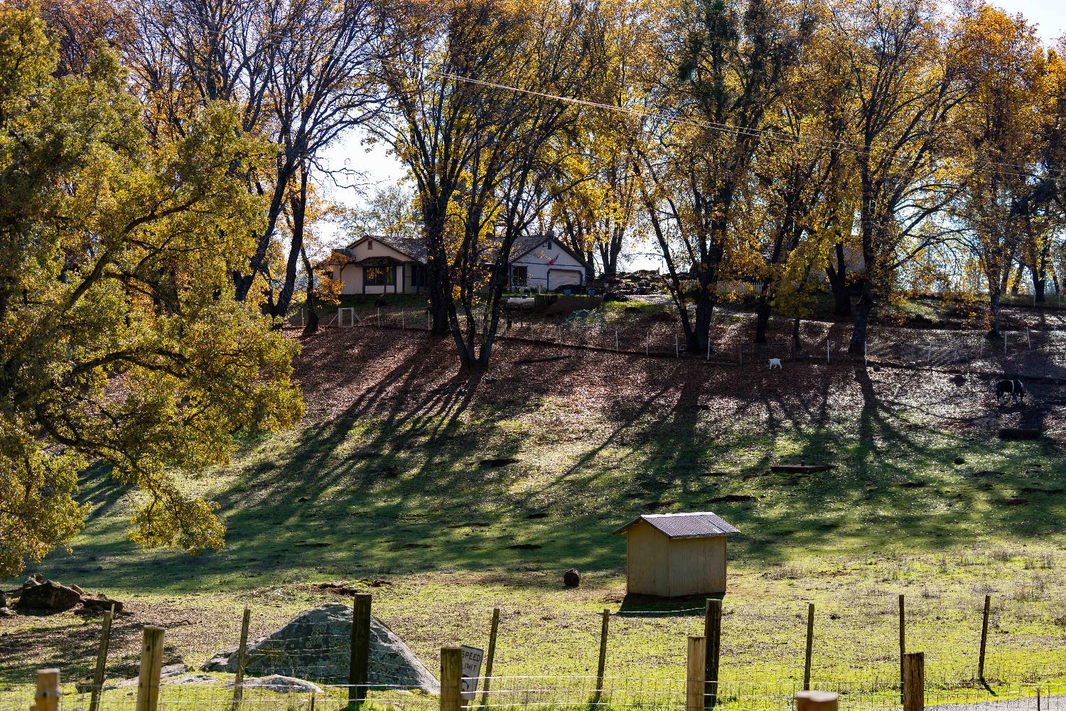 33 Stanley Road West Point, CA 95255 - Photo 30 of 46 a view of yard along with trees
