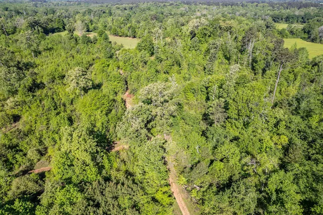 a view of a big yard with plants and large trees