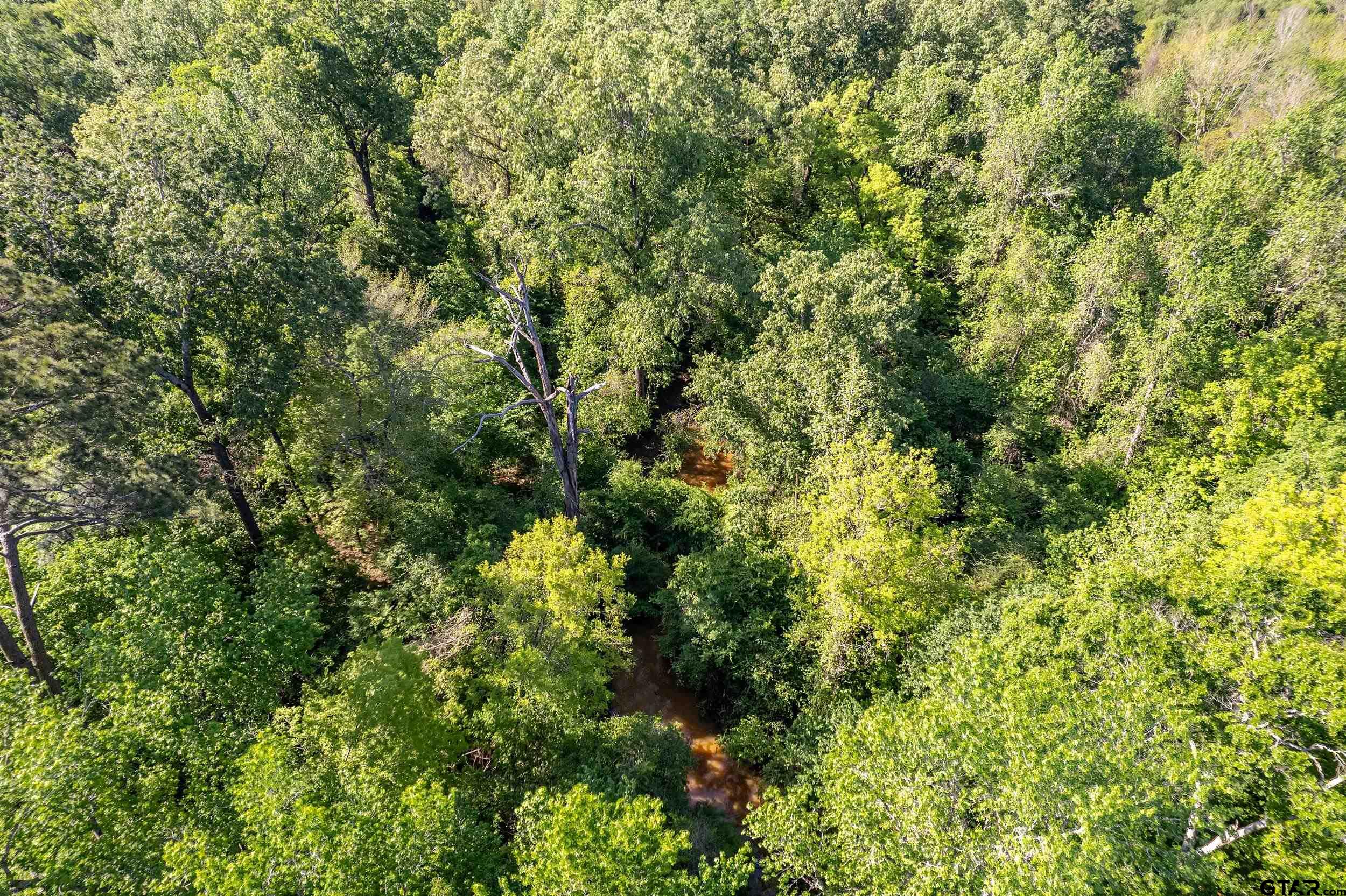 1111 Highway 21 Alto, TX 75925 - Photo 17 of 35 a view of a lush green forest with large trees
