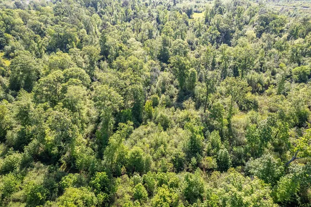 view of a lush green forest