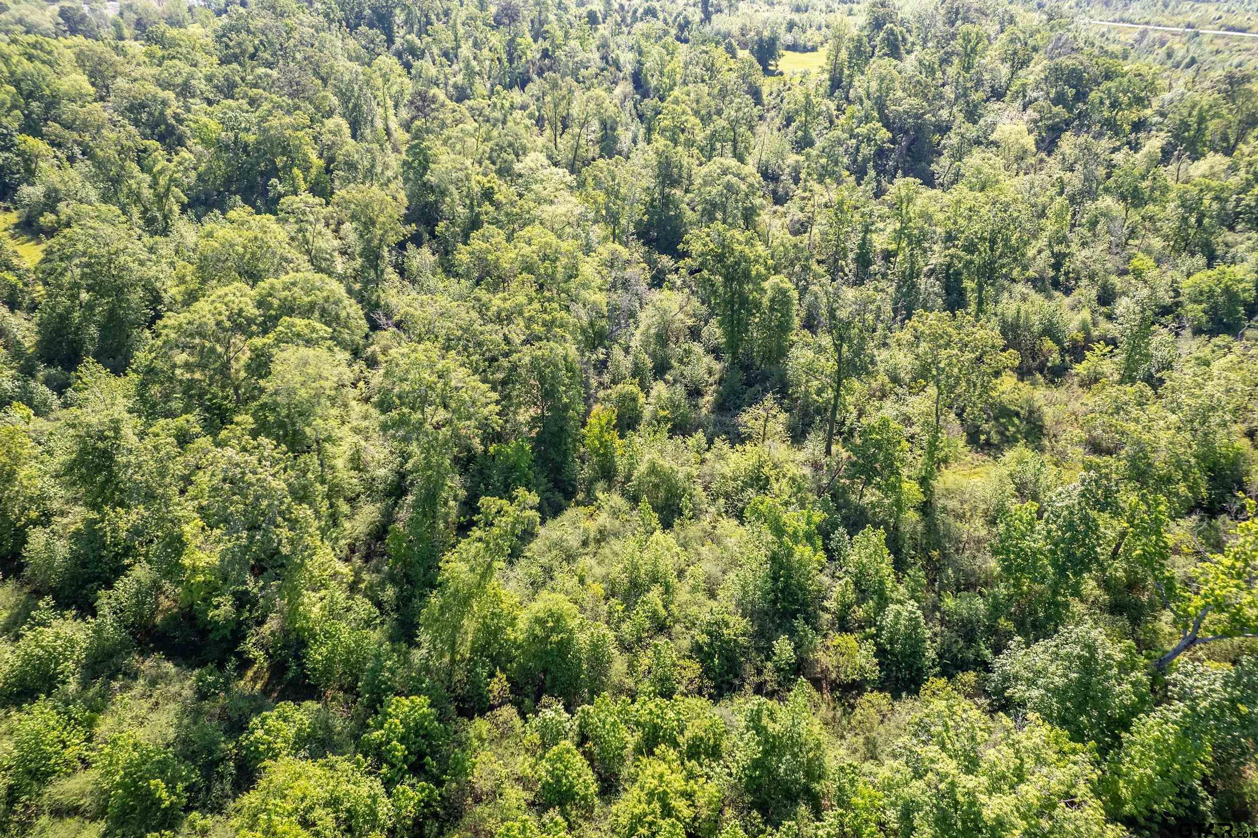 1111 Highway 21 Alto, TX 75925 - Photo 20 of 35 view of a lush green forest