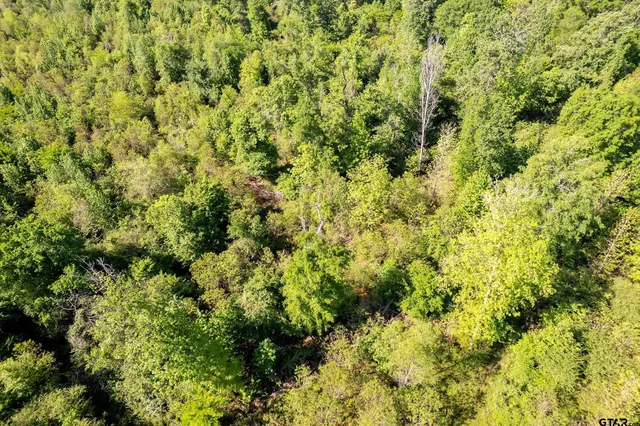 a view of a lush green forest with lush green forest