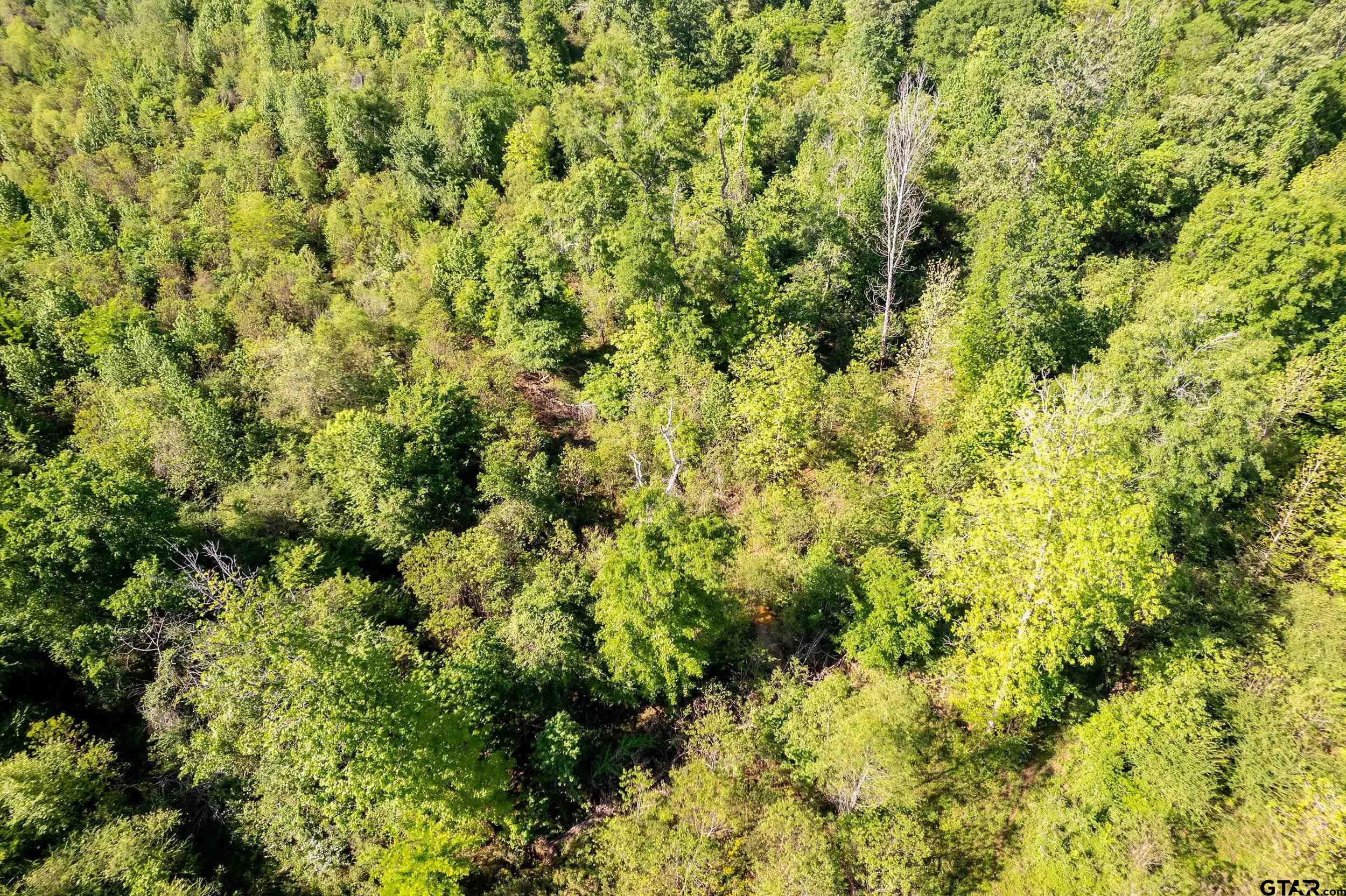 1111 Highway 21 Alto, TX 75925 - Photo 22 of 35 a view of a lush green forest with lush green forest