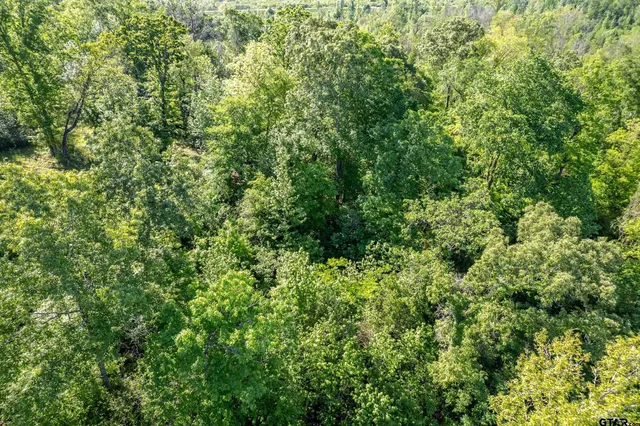 a view of a lush green forest
