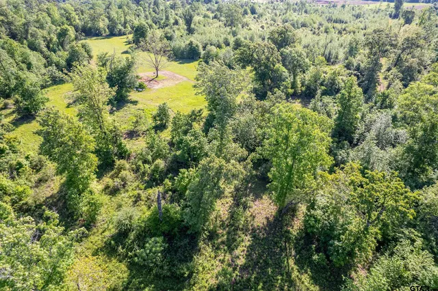 a view of a forest with a tree