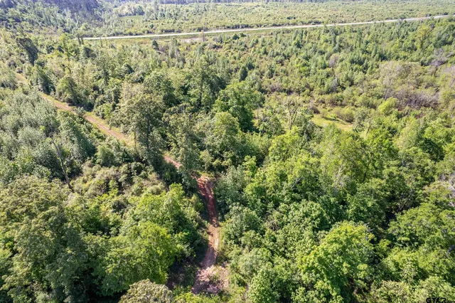 a view of a forest with a street