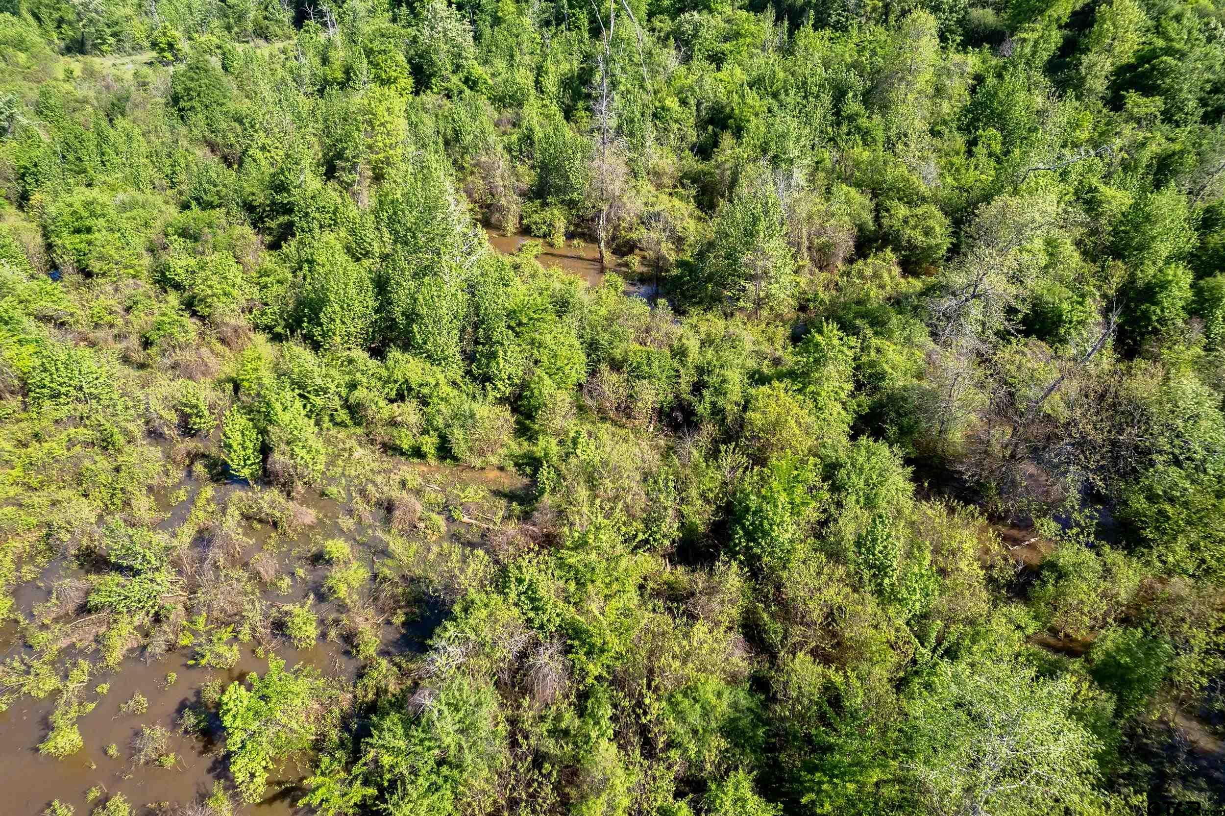 1111 Highway 21 Alto, TX 75925 - Photo 29 of 35 a view of a lush green forest with a tree