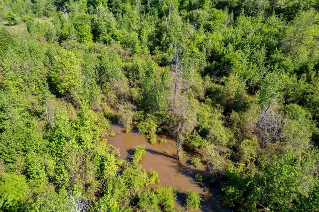 a view of a garden with a tree