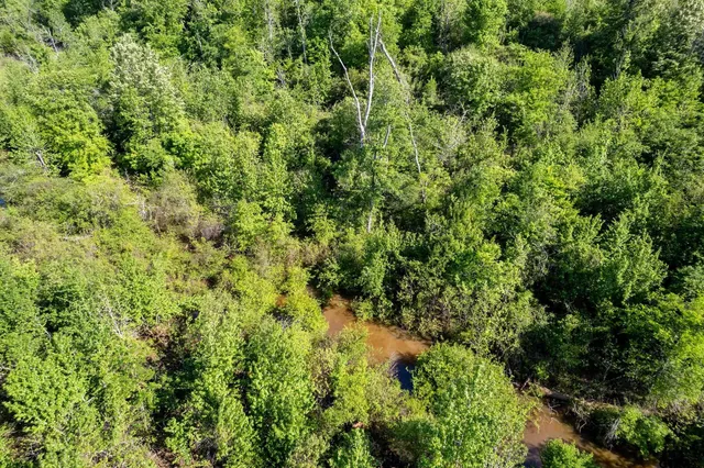 a view of a lush green forest with large trees