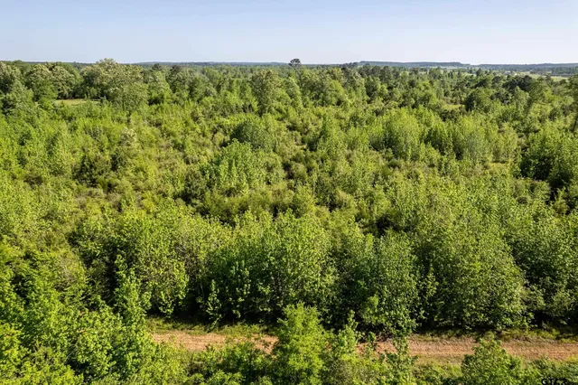 a view of a forest with a street