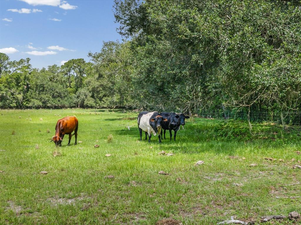 6413 Emerson Road Brooksville, FL 34601 - Photo 47 of 67