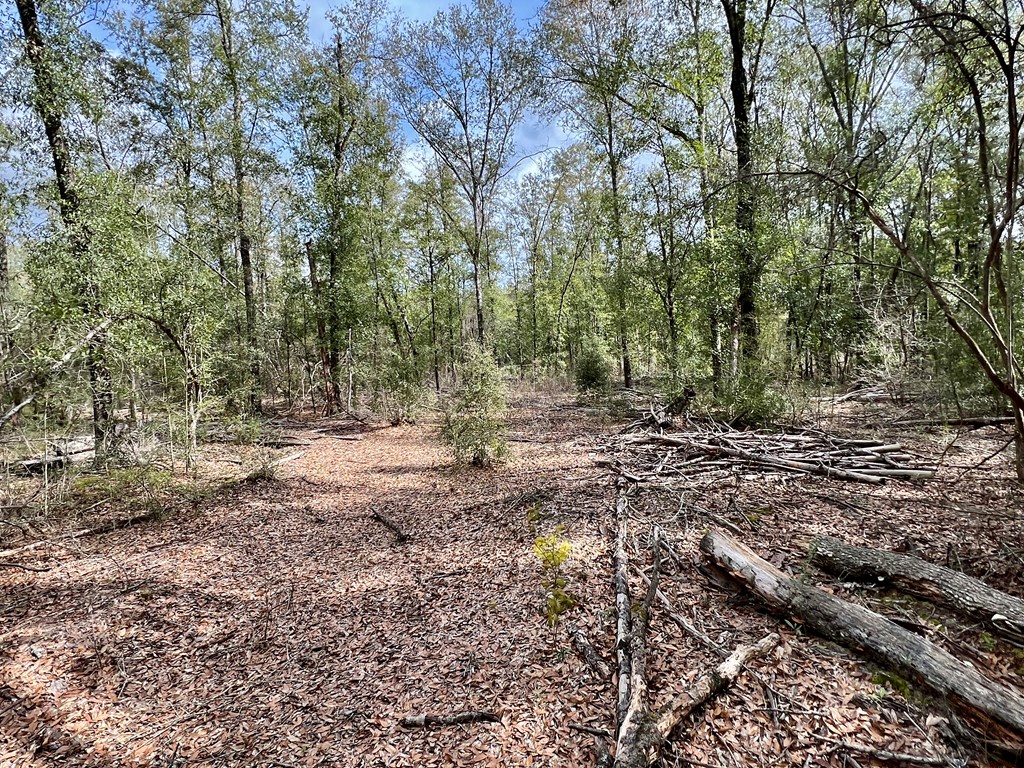 16.8-ac Mound Road Black, AL 36314 - Photo 3 of 17