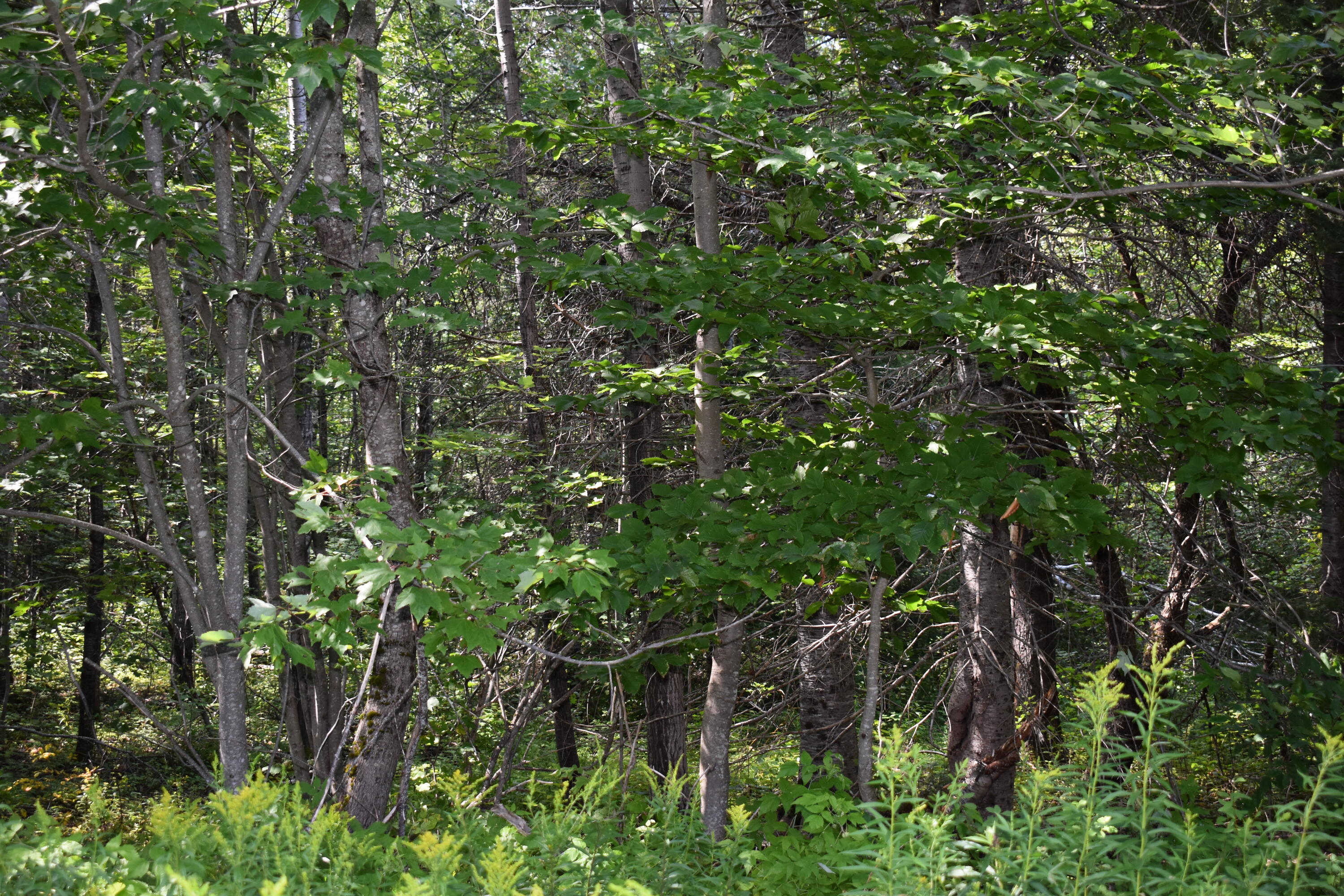 1 Tucker Ridge Road Springfield, ME 04487 - Photo 3 of 10 DSC_0101