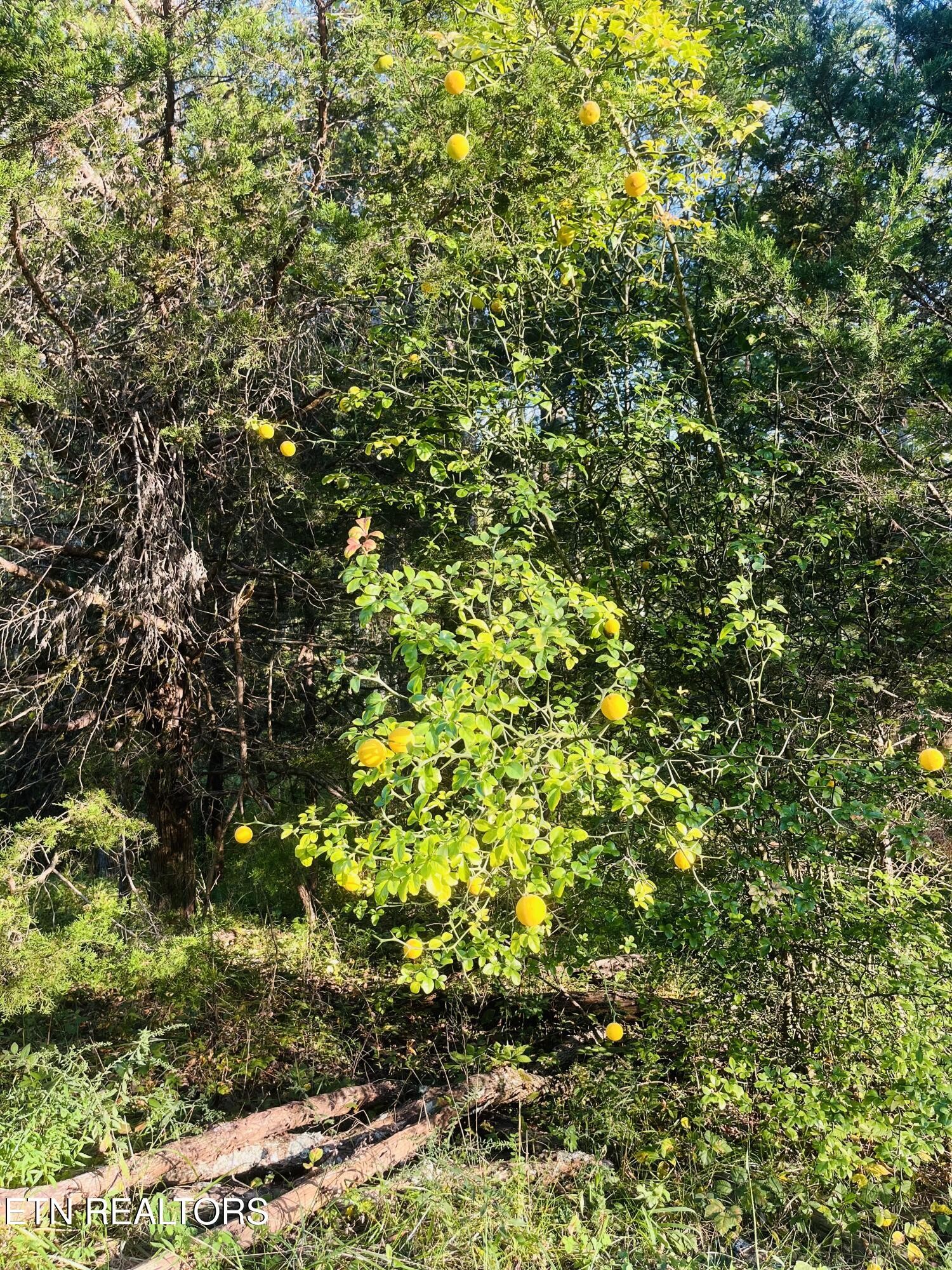 864 Bullrun Valley Drive Heiskell, TN 37754 - Photo 10 of 12 a view of a tree