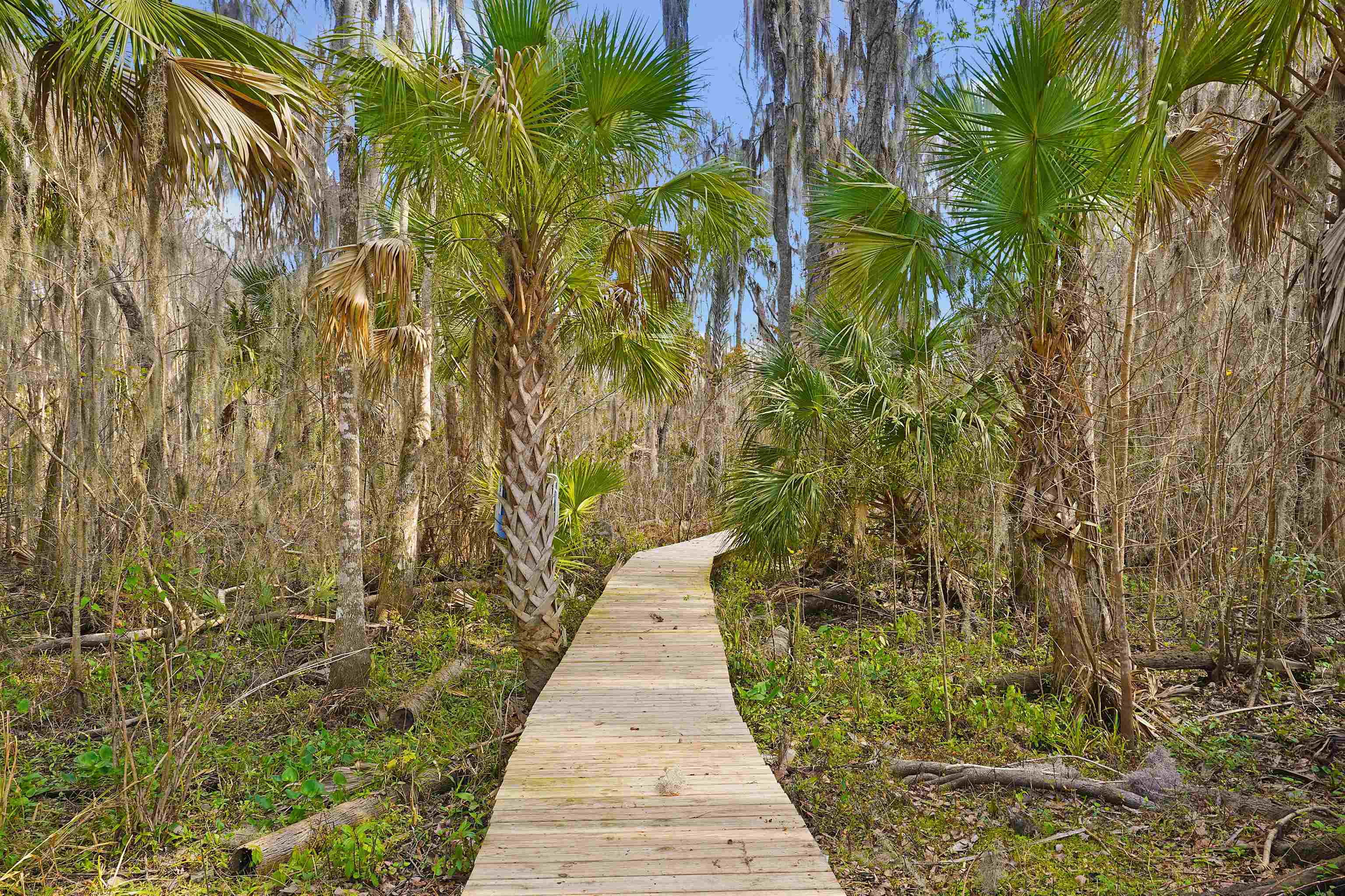 1249 County Rd Crescent, Unit 309 Crescent City, FL 32112 - Photo 15 of 23 a view of a backyard