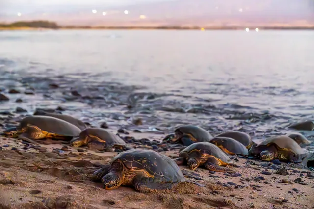 $1,100,000 | 150 Hauoli Street, Unit 511, Wailuku, HI 96793