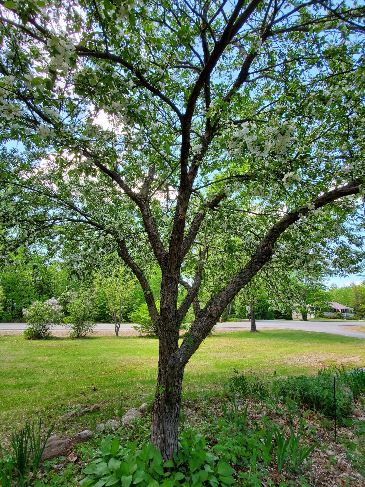 178 Davis Road Durham, ME 04222 - Photo 51 of 59 flowering crabapple