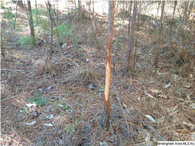 151 County Road, Unit 40 Jemison, AL 35085 - Photo 8 of 10