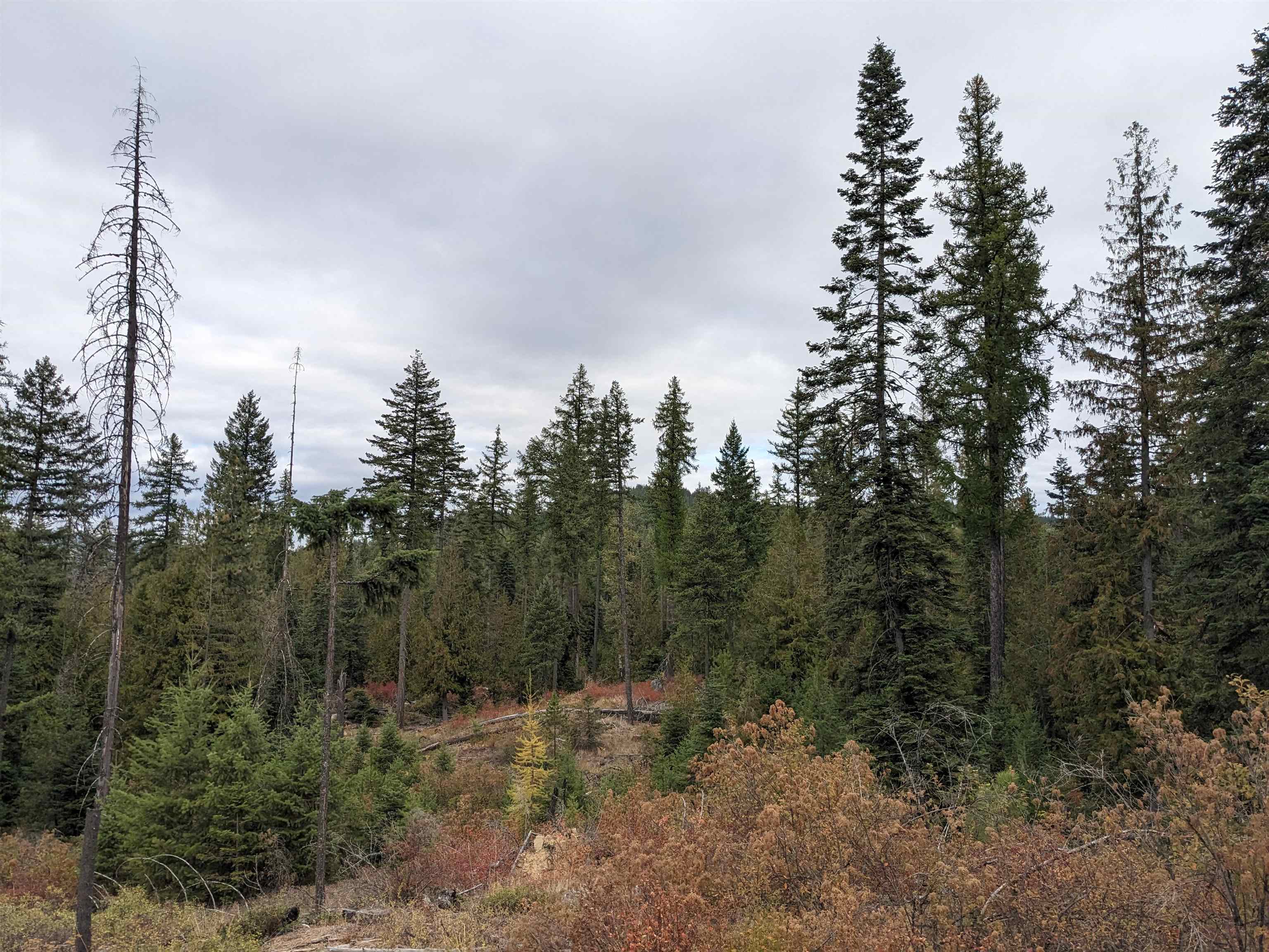 Nkn Lot 4 Nkn Road Newport, WA 99156 - Photo 13 of 17