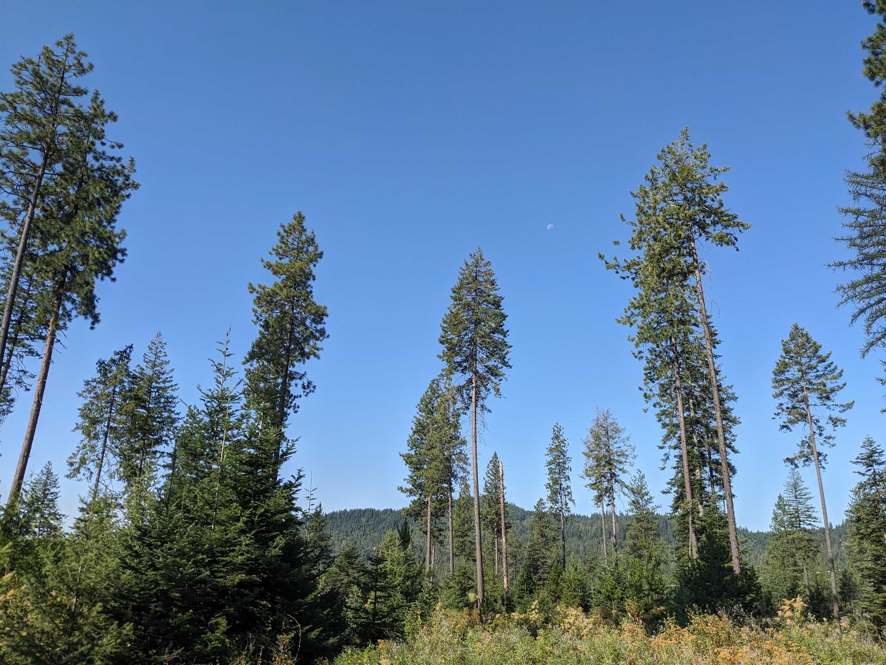 Nkn Lot 4 Nkn Road Newport, WA 99156 - Photo 6 of 17