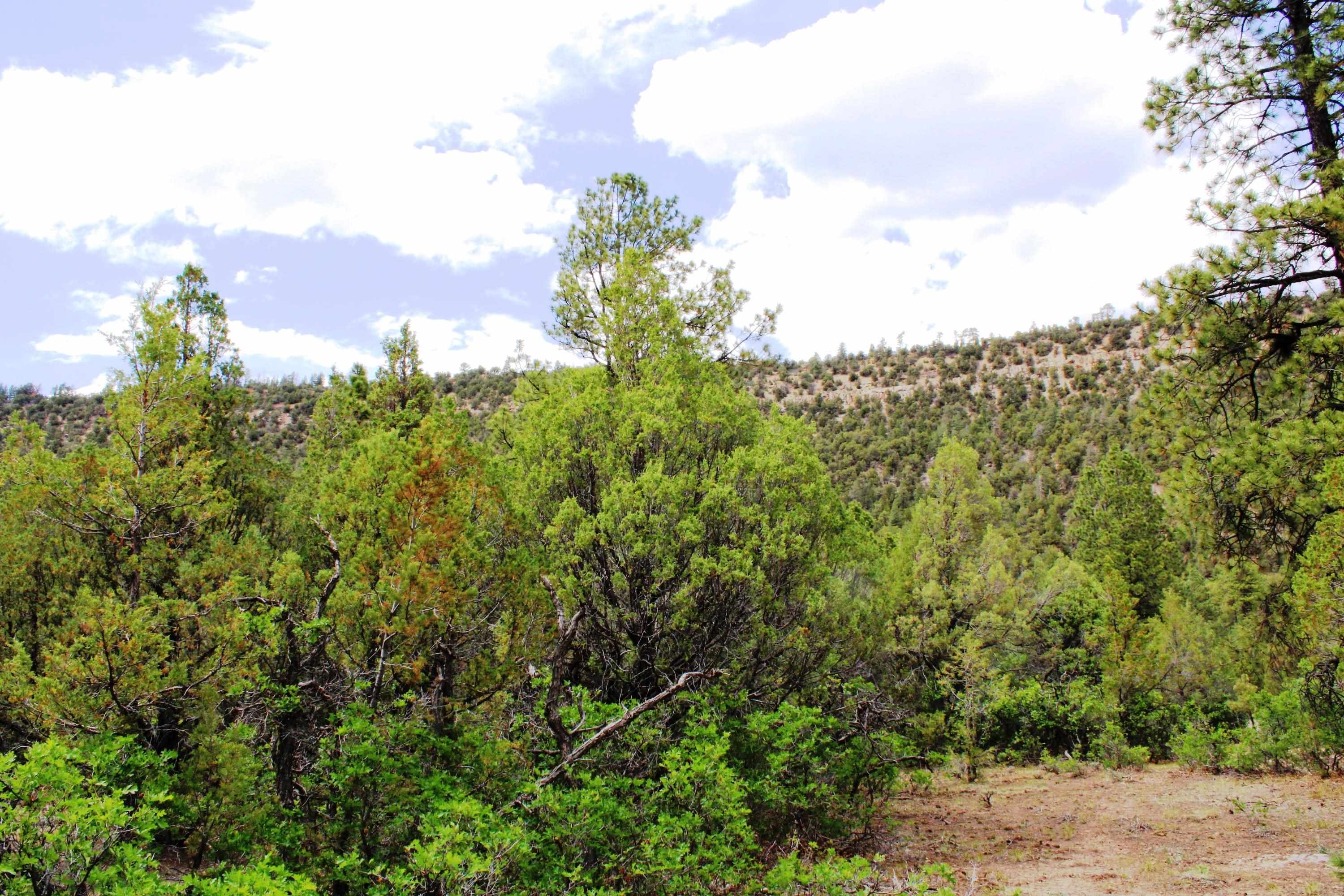 Tbd Old Relay Road Ridgway, CO 81432 - Photo 13 of 17 Gallery Image 13
