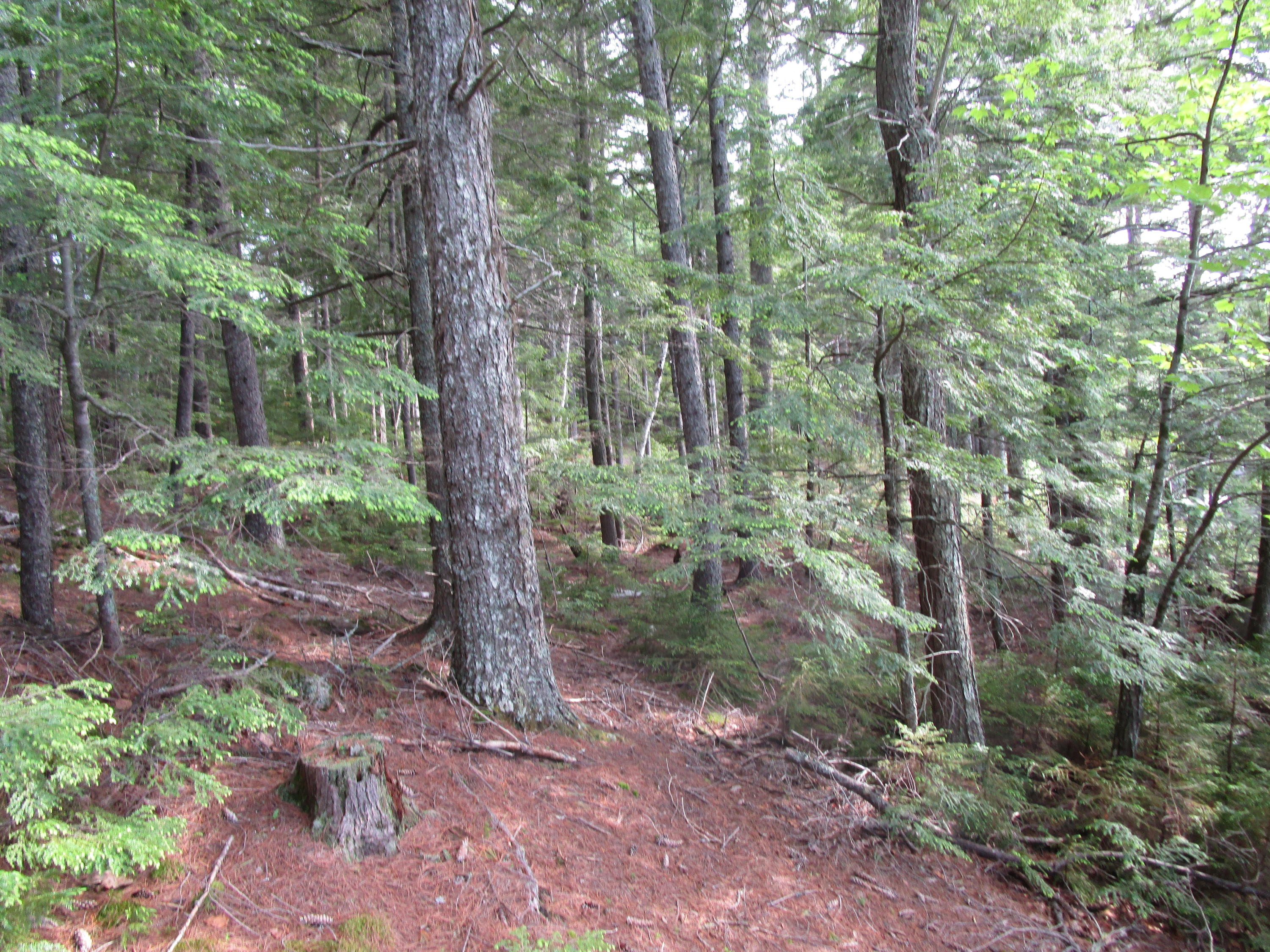 Lot#6 Elbow Lake Road Millinocket, ME 04462 - Photo 6 of 14 IMG_0706