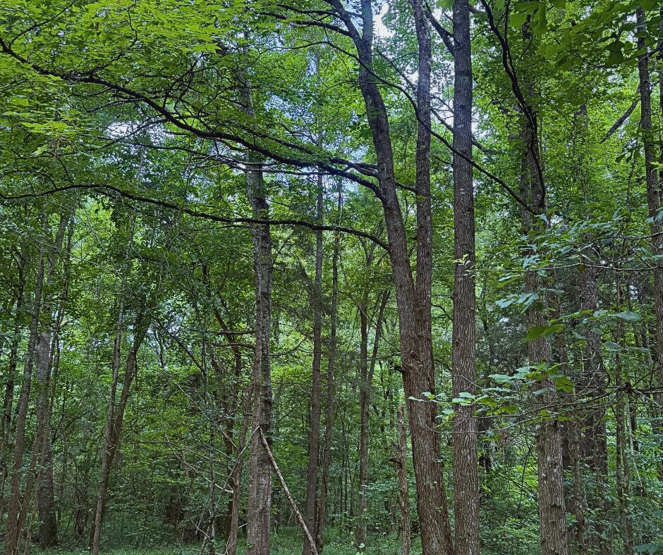 110 County Road Houston, MS 38851 - Photo 23 of 25 Gallery Image 23