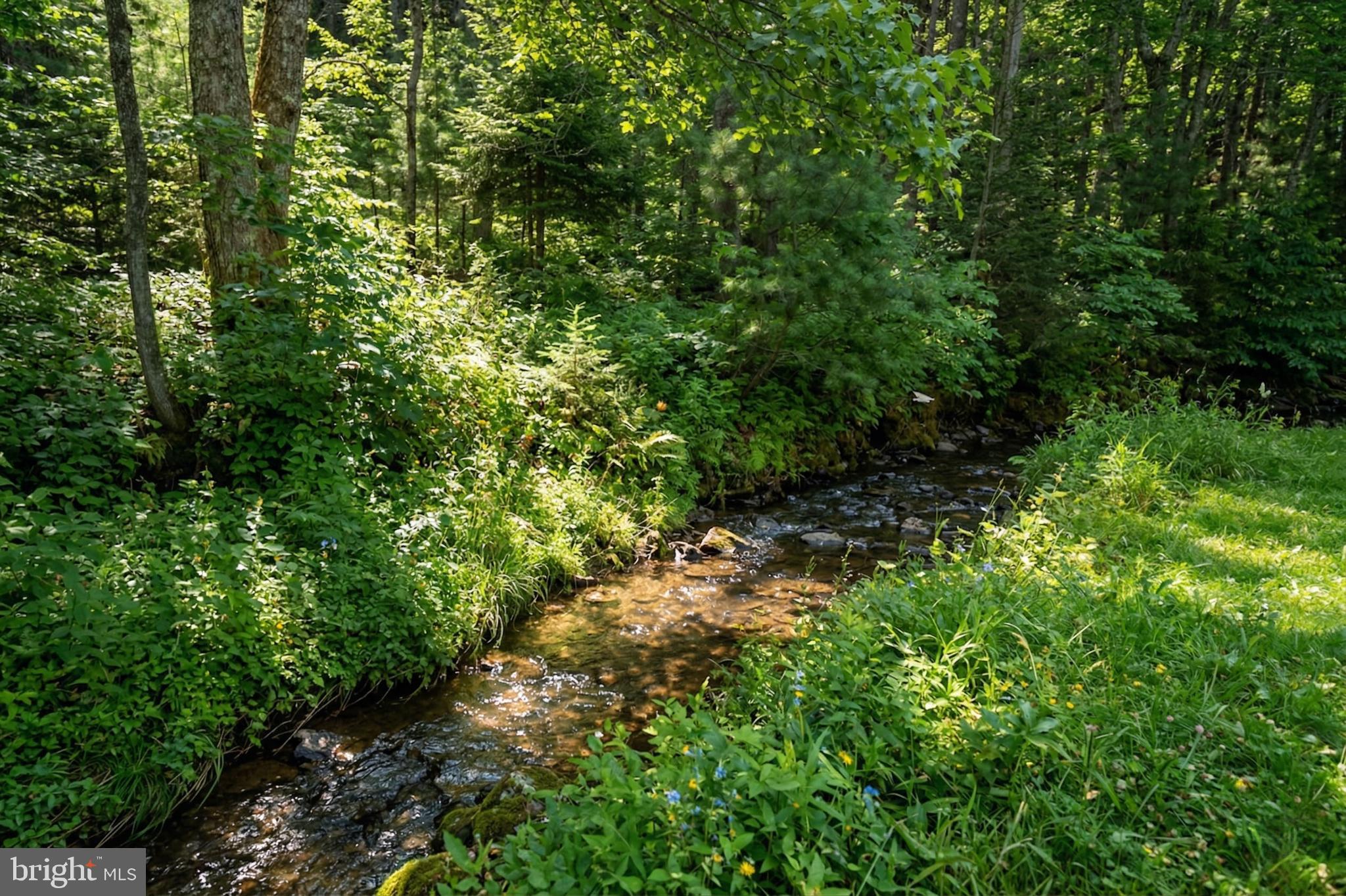 2571 Shady Dell Road Oakland, MD 21550 - Photo 51 of 60 a view of a lush green forest with lots of trees