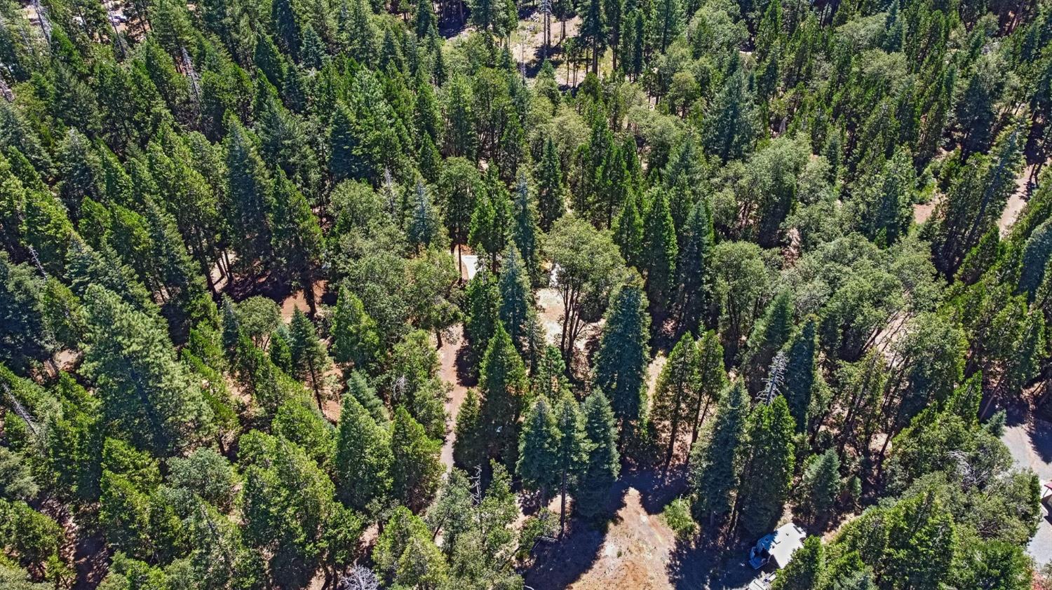 740 Hideaway Loop Alta, CA 95701 - Photo 66 of 74 a view of a forest with a tree