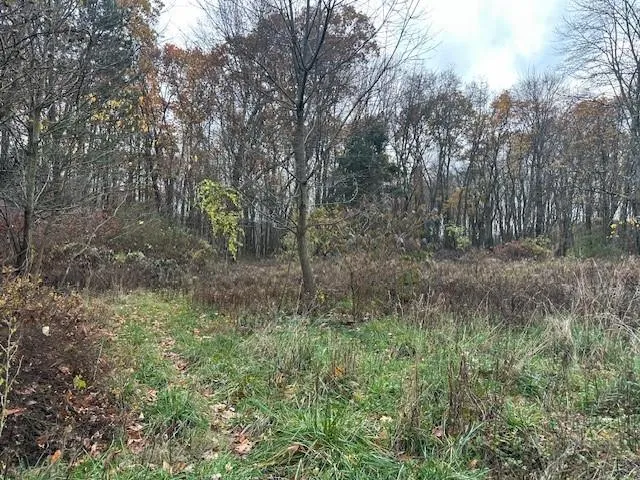 a view of a forest with trees in the background