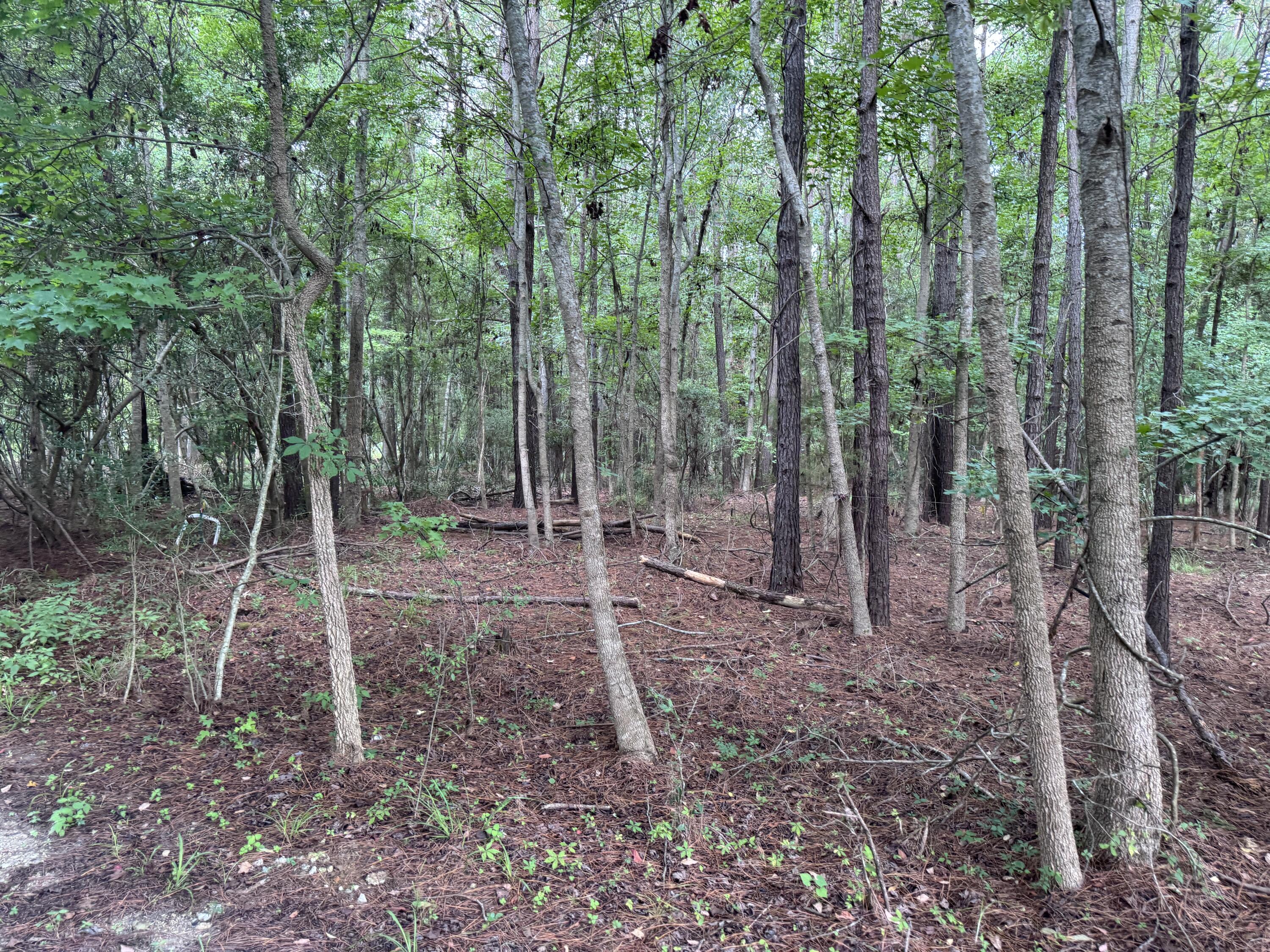 2251 Turkey Hill Road Johns Island, SC 29455 - Photo 8 of 11 8