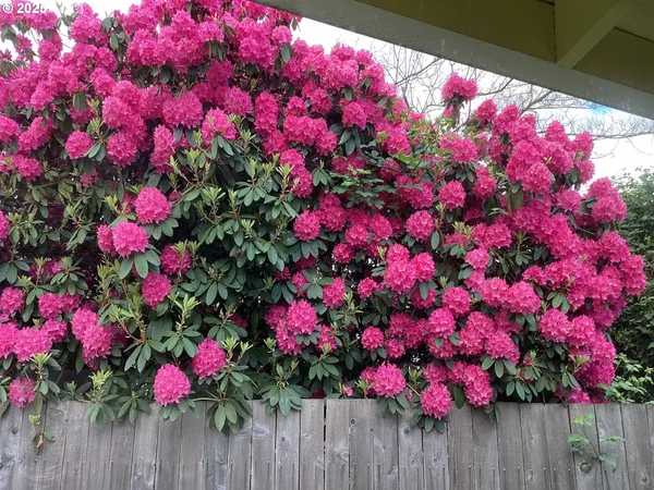 a view of a flower