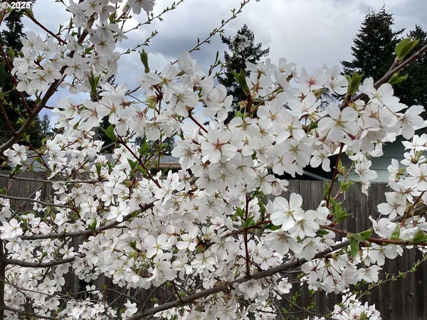 a view of a backyard