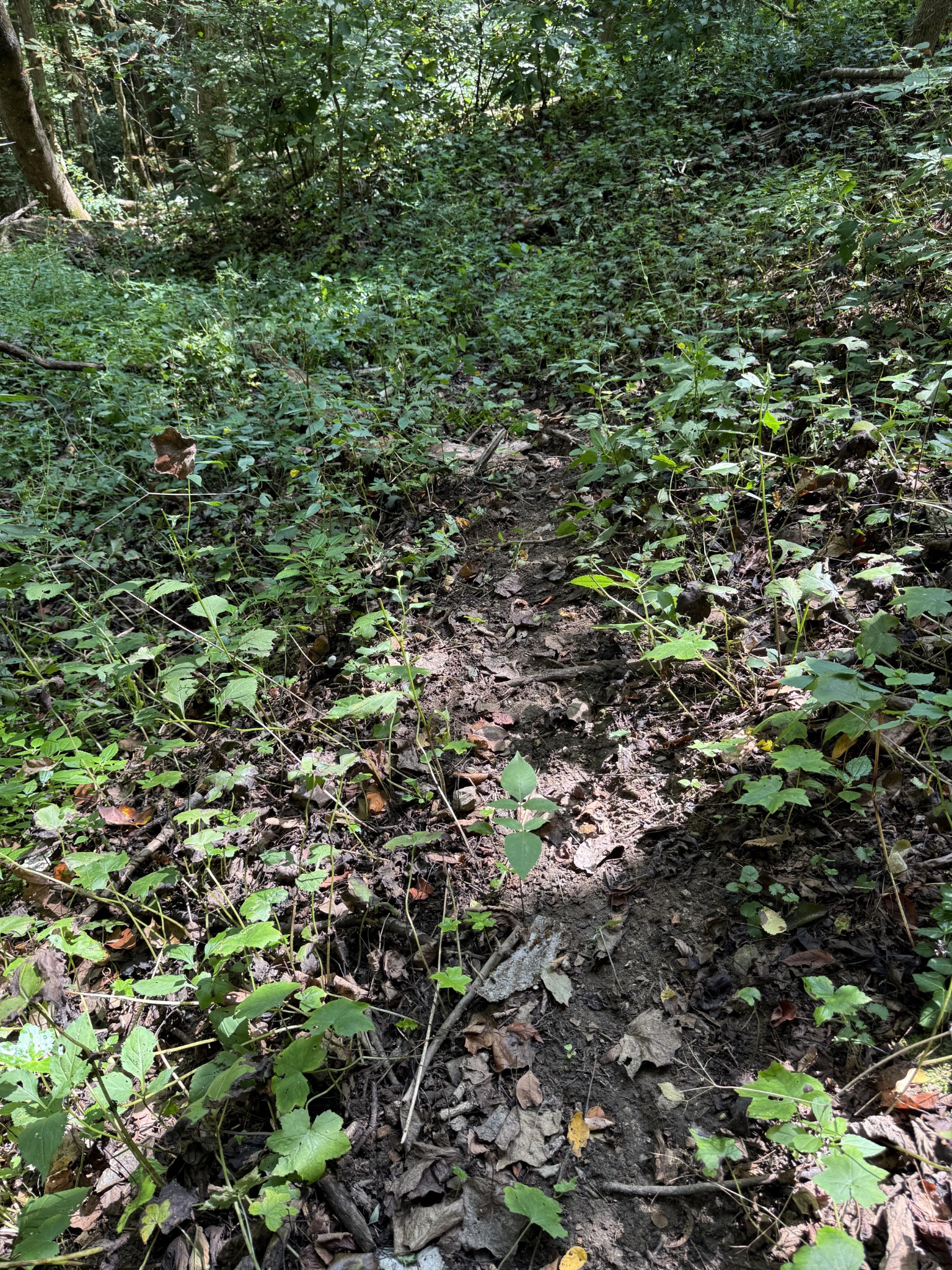 0 State Route 108 Altamont, TN 37301 - Photo 12 of 22 a view of a lush green forest with a tree