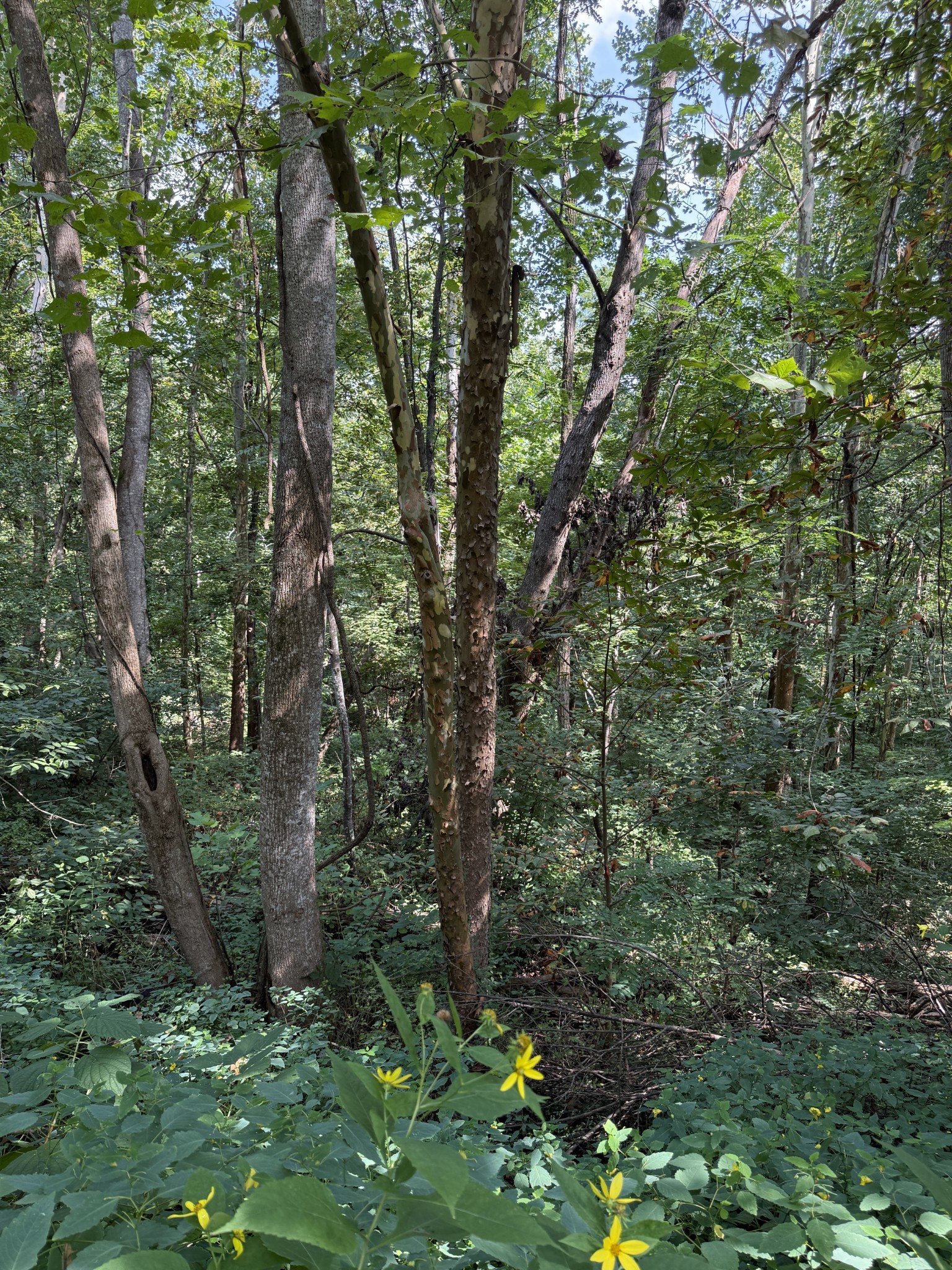 0 State Route 108 Altamont, TN 37301 - Photo 4 of 22 a swing of a tree