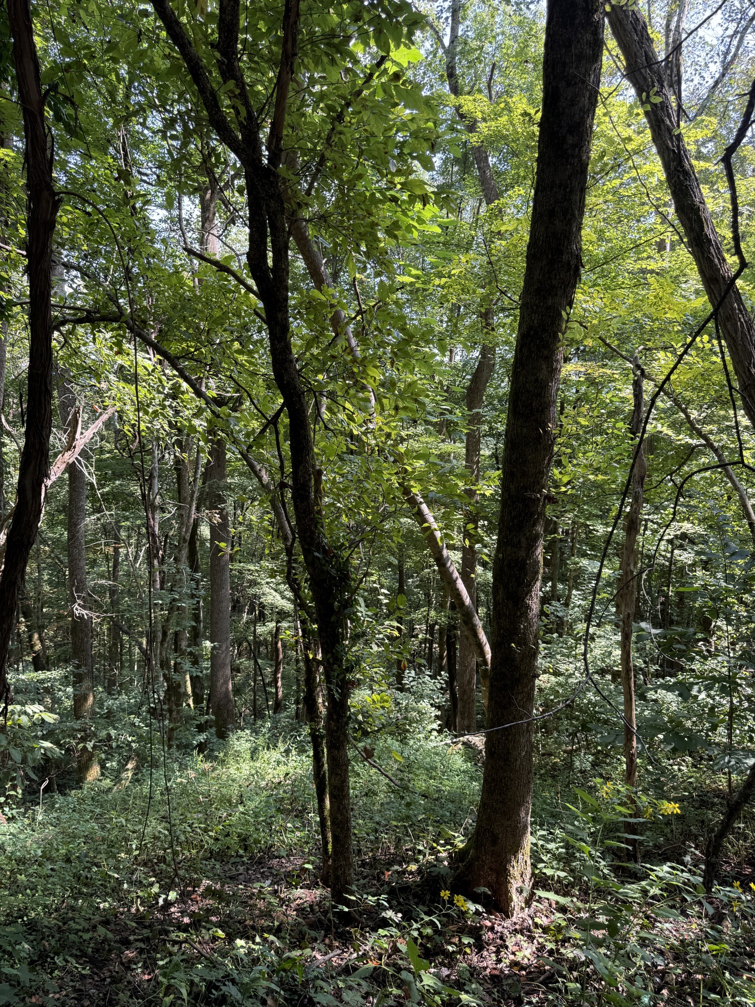 0 State Route 108 Altamont, TN 37301 - Photo 6 of 22 a view of a forest