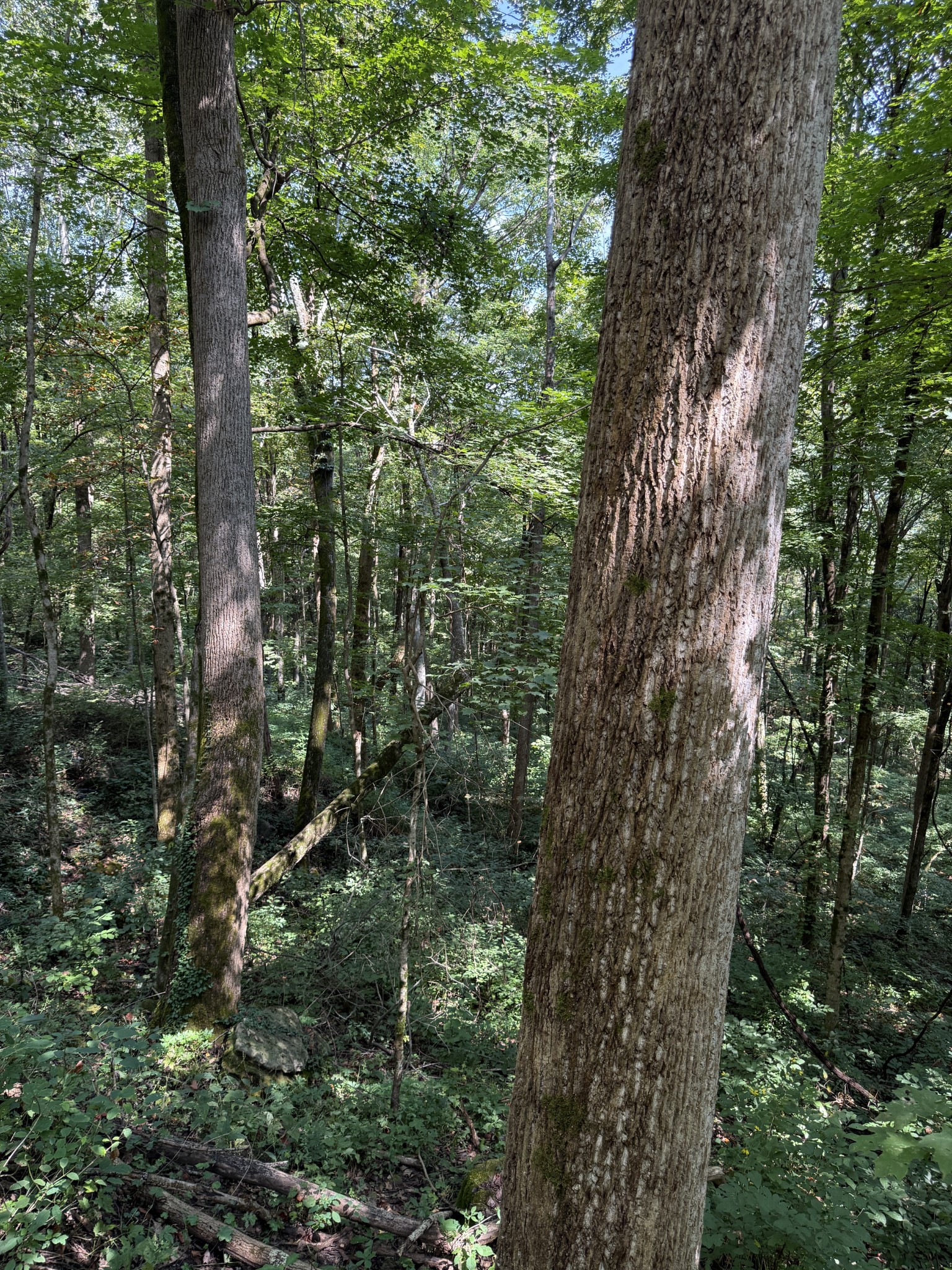 0 State Route 108 Altamont, TN 37301 - Photo 8 of 22 a view of a forest with a tree