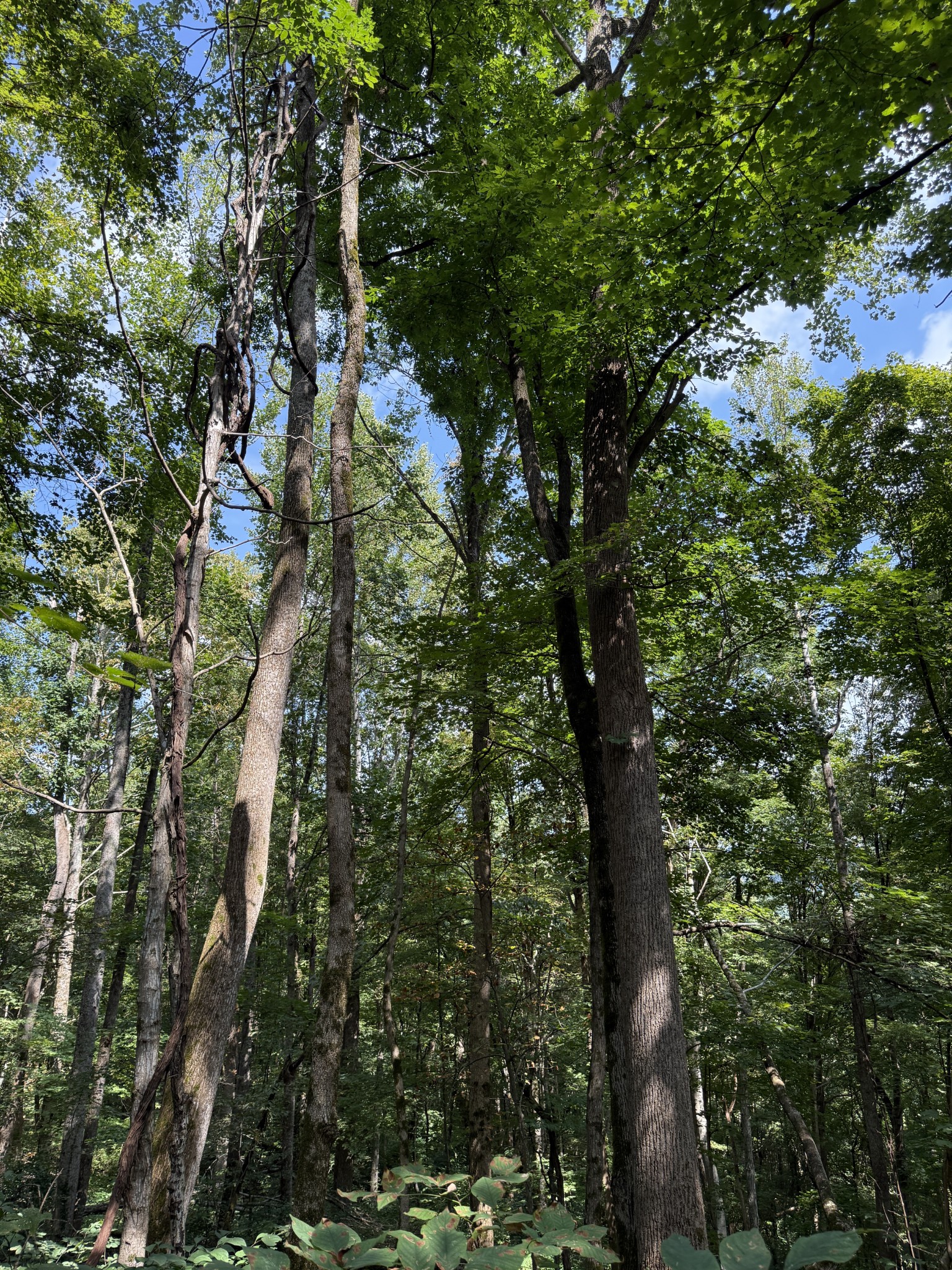0 State Route 108 Altamont, TN 37301 - Photo 10 of 22 a view of a tree in a forest