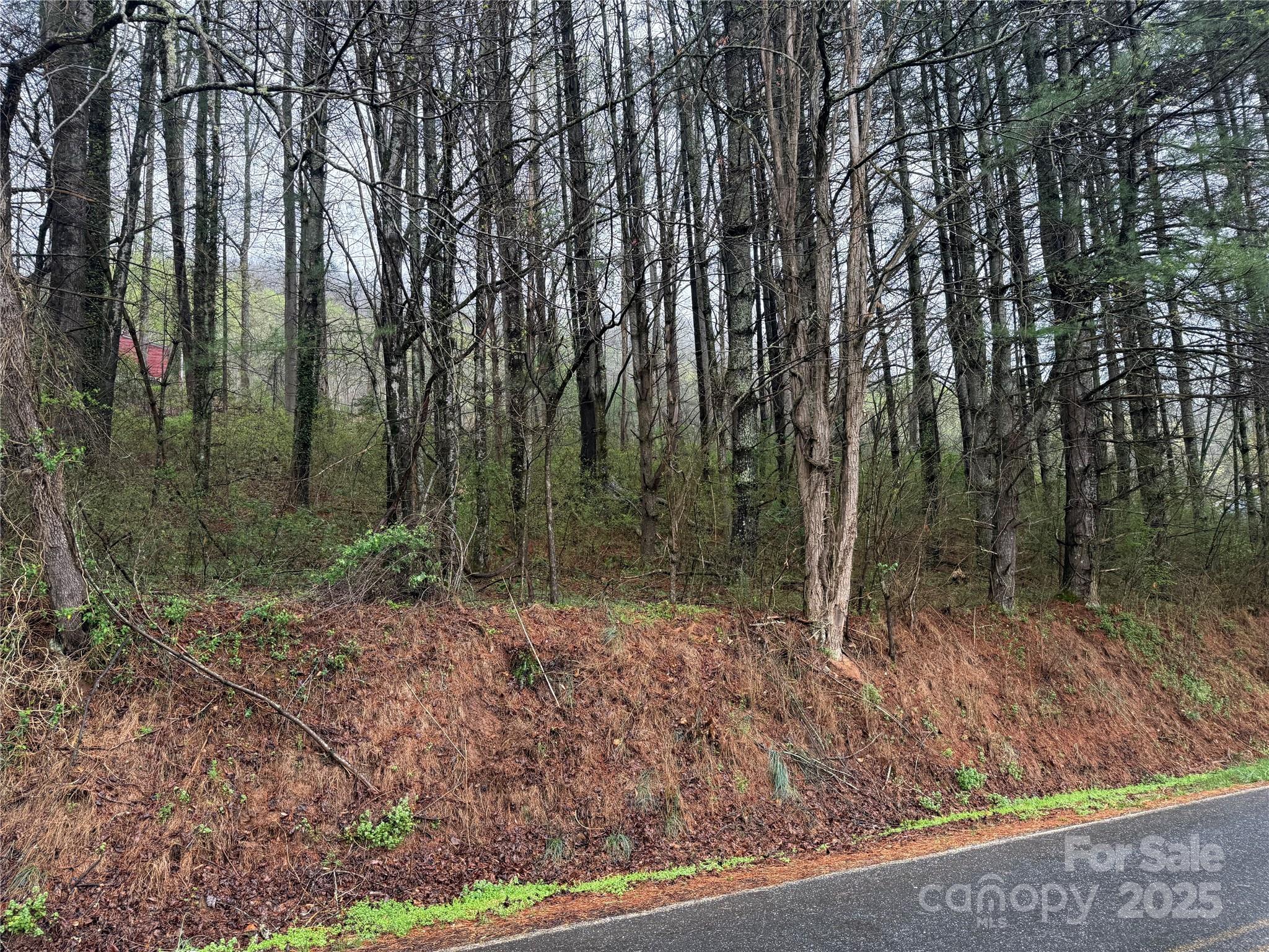 a view of a forest with trees