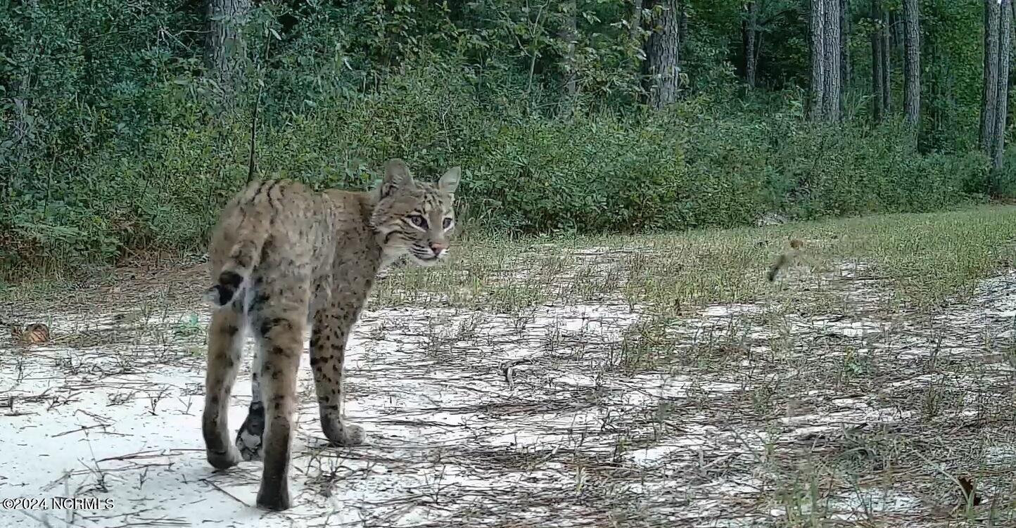 376 Nighthawk Loop Aberdeen, NC 28315 - Photo 60 of 63 Bobcat