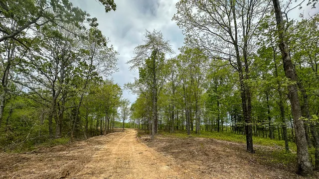 a view of a lush green forest with lots of trees