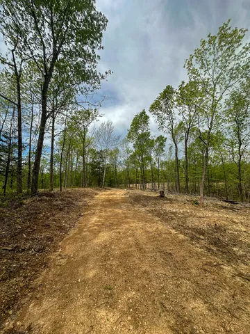 a view of a lush green forest with lots of trees