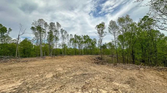 a view of a yard with plants and a bench in it